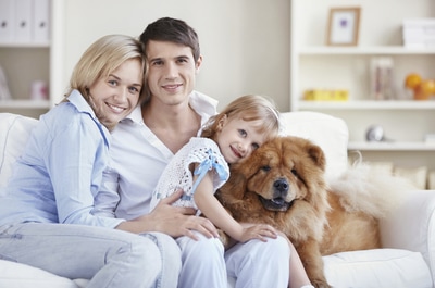 Pet Owners in Fort Collins: Here’s How to Keep Your Carpets Fresh